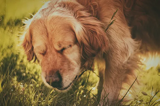 What is reverse dog sneezing?