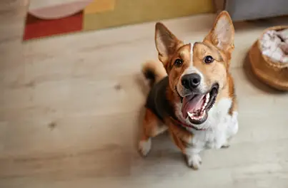 supporting your pets oral health