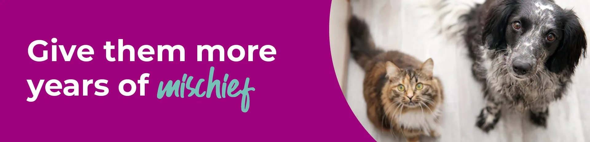 Senior Pets Care at Colne Valley Vets